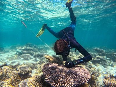 They breed 'em tough at Ningaloo as coral warms to task