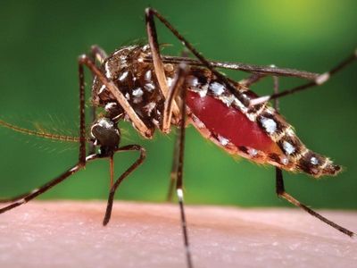 How a COVID-like test could predict dengue death risk