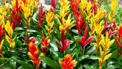 Bromeliad care and growing guide – expert tips for these tropical indoor plants