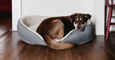 Experts identify six signs your dog is unwell