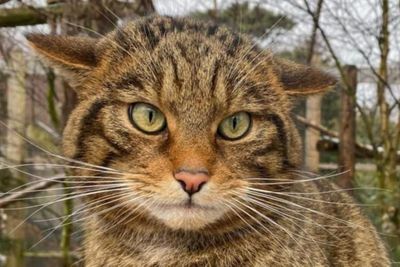 Scottish wildcats to be released in Cairngorms National Park this summer