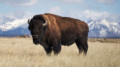 Yellowstone tourist trips running from charging bison, and decides to play dead