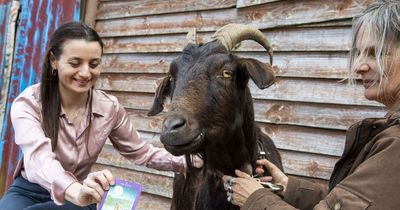 'Spookily accurate' psychic goat predicts future - and its bad news for Prince Harry