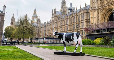 Londoners baffled by unusual cow sculpture in Westminster with lamp emerging from rump
