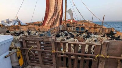 Pune customs foils bid for livestock smuggling to Dubai