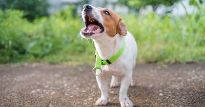 Dog owner sent 'hate mail' from 'vile' neighbour complaining about 'yapping' pet