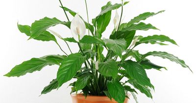 The peace lily 'mistake' everyone does that results in 'plant not blooming'