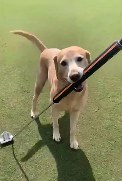 WATCH: A yellow Labrador retriever puppy named ‘Brewski’ drains a long putt on a Mississippi golf course