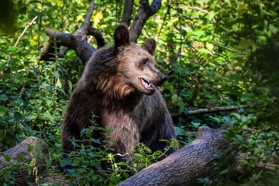 Vets say they will refuse to put down bear that killed jogger in Italy