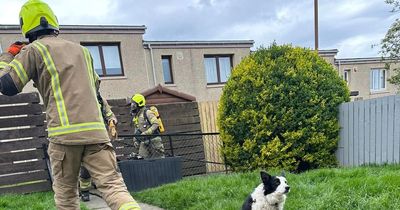 East Lothian mum's warning after clothes in tumble dryer 'catch fire' with dogs in house