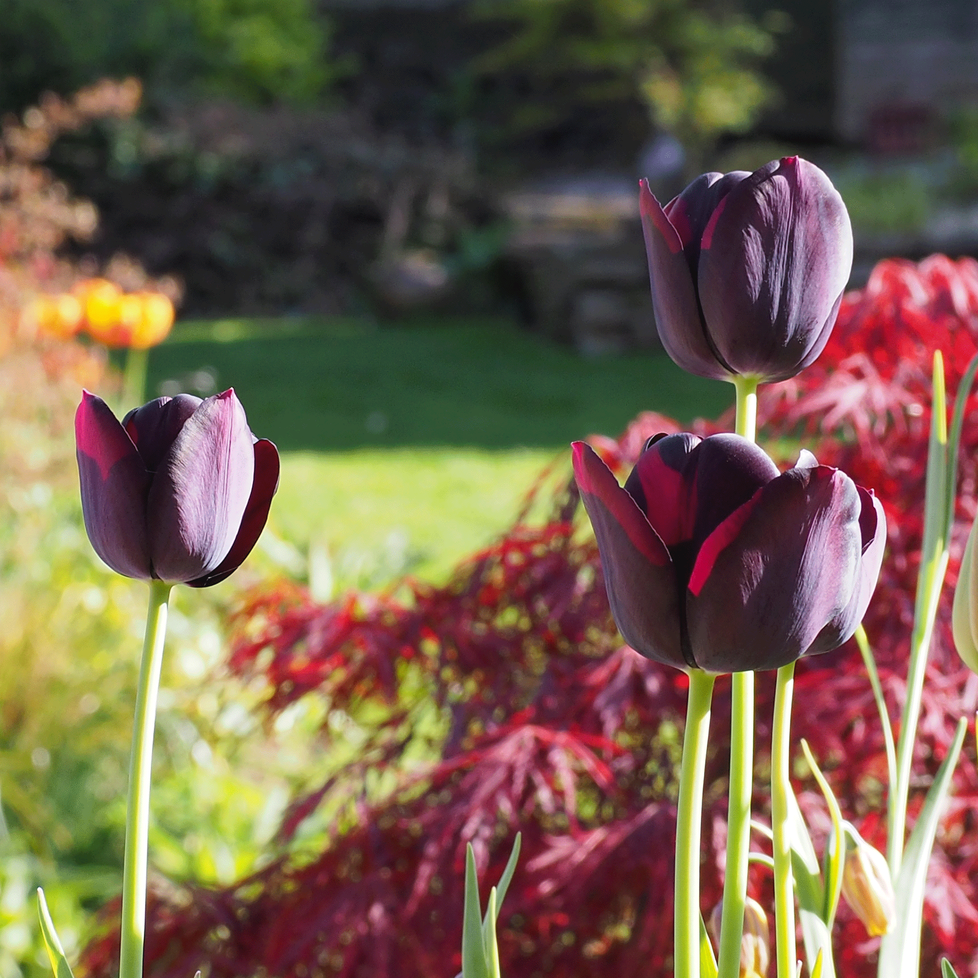 How a healthy lawn can help your wellbeing