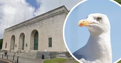 Peckish gulls pushing shells and bones into roof of one of Swansea's landmark buildings