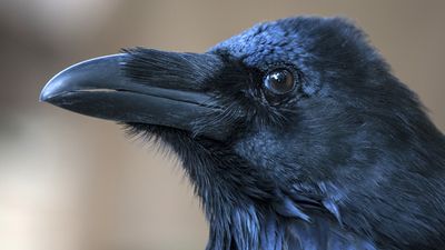 Never mind bears, hikers warned to beware ravens tearing packs apart