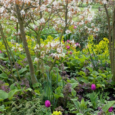 Woodland garden ideas – simple ways to create a serene, shaded spot