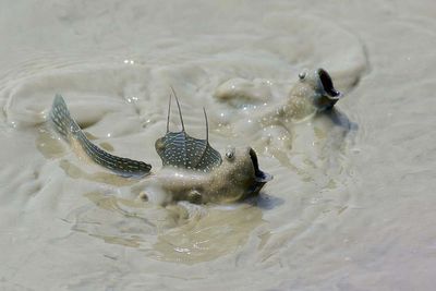 Blinking fish provides insights into how life first evolved on land