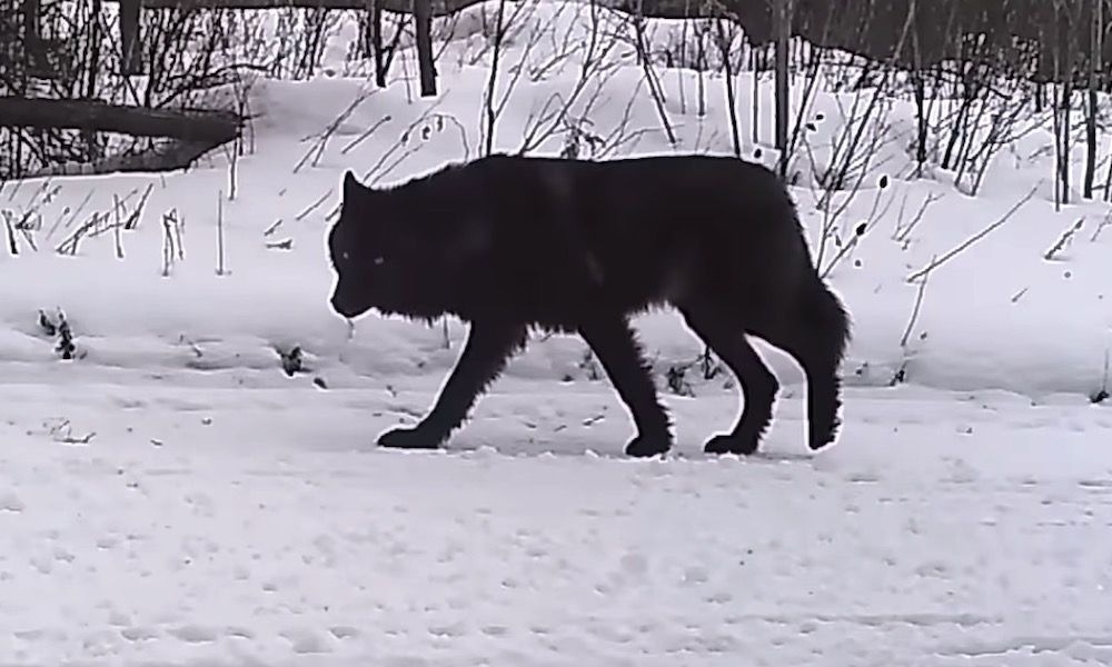 Watch Rare sighting of a black wolf caught on a trail…