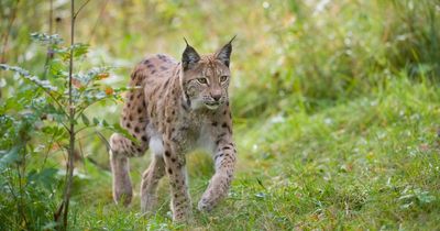 Bringing lynx back to Scotland would boost ecosystem, say conservationists