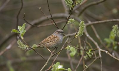 Country diary: This brooding dunnock is virtually a house guest