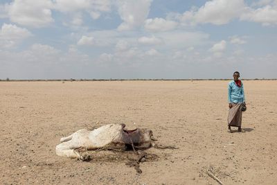 ‘You can see camel carcasses all over’: rural Kenyans face tough new battle with predators