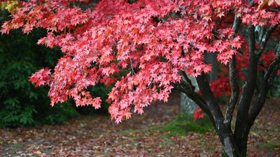 8 Small Trees for Privacy — They'll Screen Even the Tiniest of Spaces