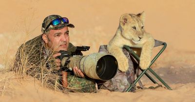 Adorable lion cub jumps into wildlife photographer's chair for once in a lifetime snap