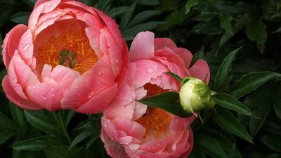 How to grow peonies in pots – top tips for beautiful container displays