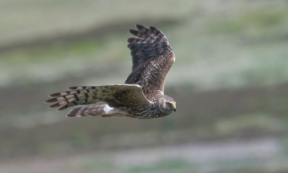 Peak District deal to protect birds of prey ends as…