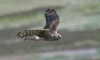 Peak District deal to protect birds of prey ends as illegal killing continues