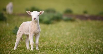 Police hunt owner as two out-of-control dogs savage nearly 50 lambs leaving 24 dead