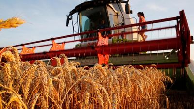 France reverses course on banning insecticide to allow grain exports to North Africa