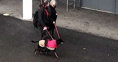 Boy hospitalised after being bitten by a dog near Greville Smyth Park