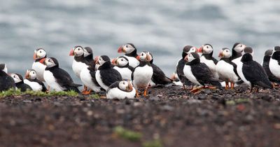 Farne Islands to remain closed until end of summer following devastating avian flu outbreak