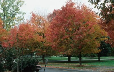 For Arbor Day, plant a tree resilient to climate change