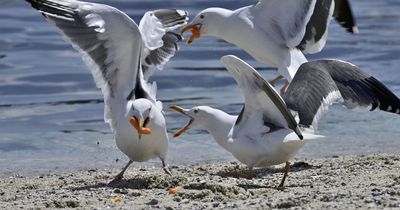 Cornwall tourists warn of 'organised seagulls' after woman 'nearly blinded' by attack