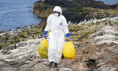 Farne Islands to remain closed after three new cases of bird flu detected