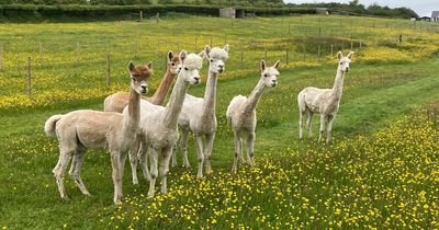 The Wee Caravan park site with alpacas not too far from Glasgow named one of the best in Scotland