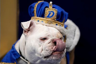 Patch crowned 'beautiful bulldog' at Drake University event