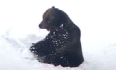 Yellowstone grizzly bear does somersault to celebrate end of hibernation