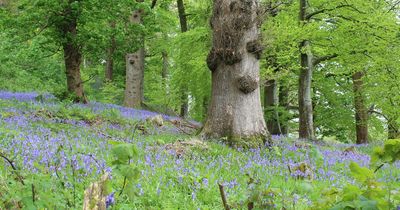 The perfect bluebell walk with deer and a castle en route and a 16th century pub at the end
