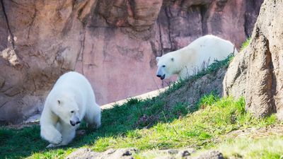 Twin polar bear sisters reunited years after mother rejected one of them