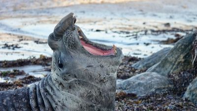 'Lost' elephant seal travels thousands of kilometres to delight locals in WA town of Augusta