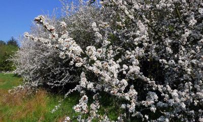 Country diary: We can’t see the nightingale – but that hardly matters