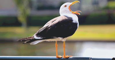 Man admits sex act with gull in alleyway
