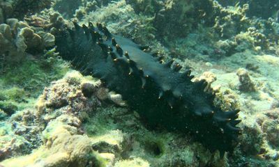 Poached sea cucumber: Japan police arrest five for stealing 600kg of the coveted creature