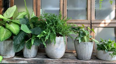 'They're ideal!' How to turn your windowsill into a thriving indoor garden with the perfect plants for your space