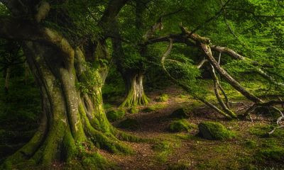 The Power of Trees by Peter Wohlleben review – out of the woods