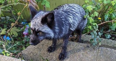 Rare domesticated silver fox captured by experts in Welsh town