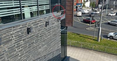 Cat makes 325-mile trip across UK before being discovered on high window ledge