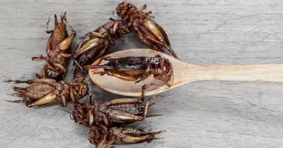 'I always feed my 18-month-old baby crickets - she devours them just like crisps'