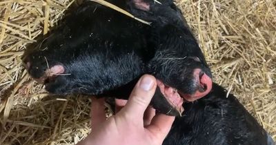 Man 'in awe' after freaky two-headed mutant cow born on farm with four eyes